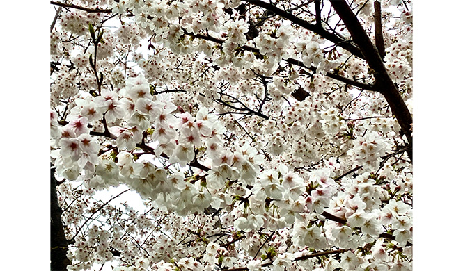 雨に濡れる桜もよろし