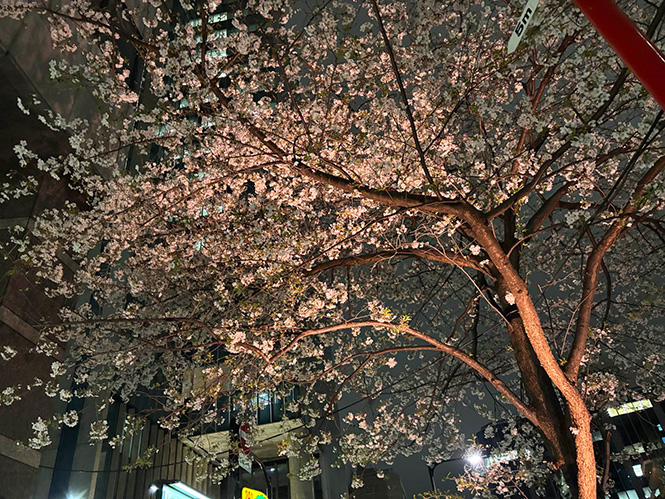 日本橋桜フェスティバル2025