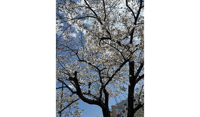 春