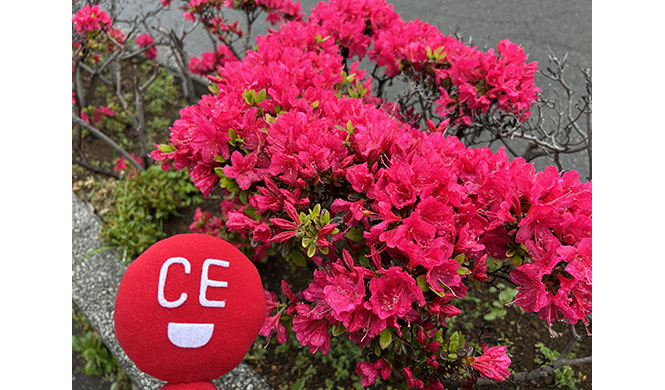 桜は散っても春爛漫