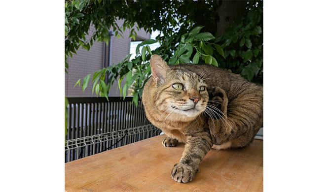 元気になりました🐱