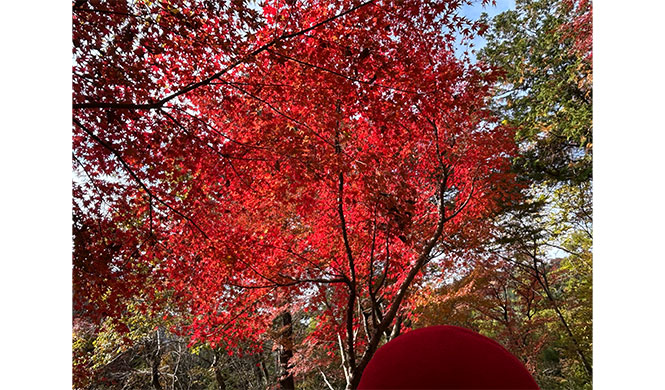 紅葉を見に行こうよう